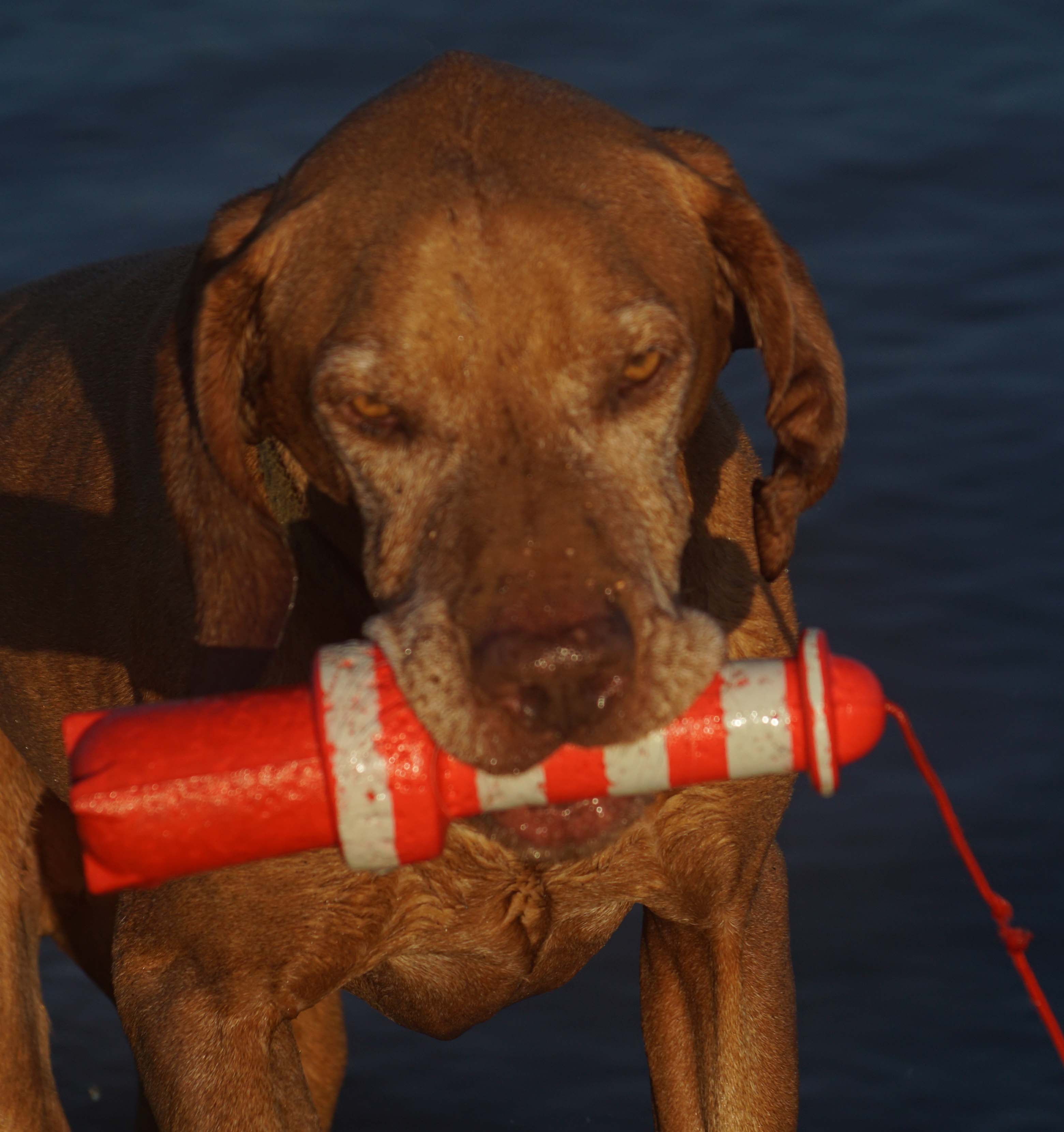 Hunde - Abenteuer - Urlaub