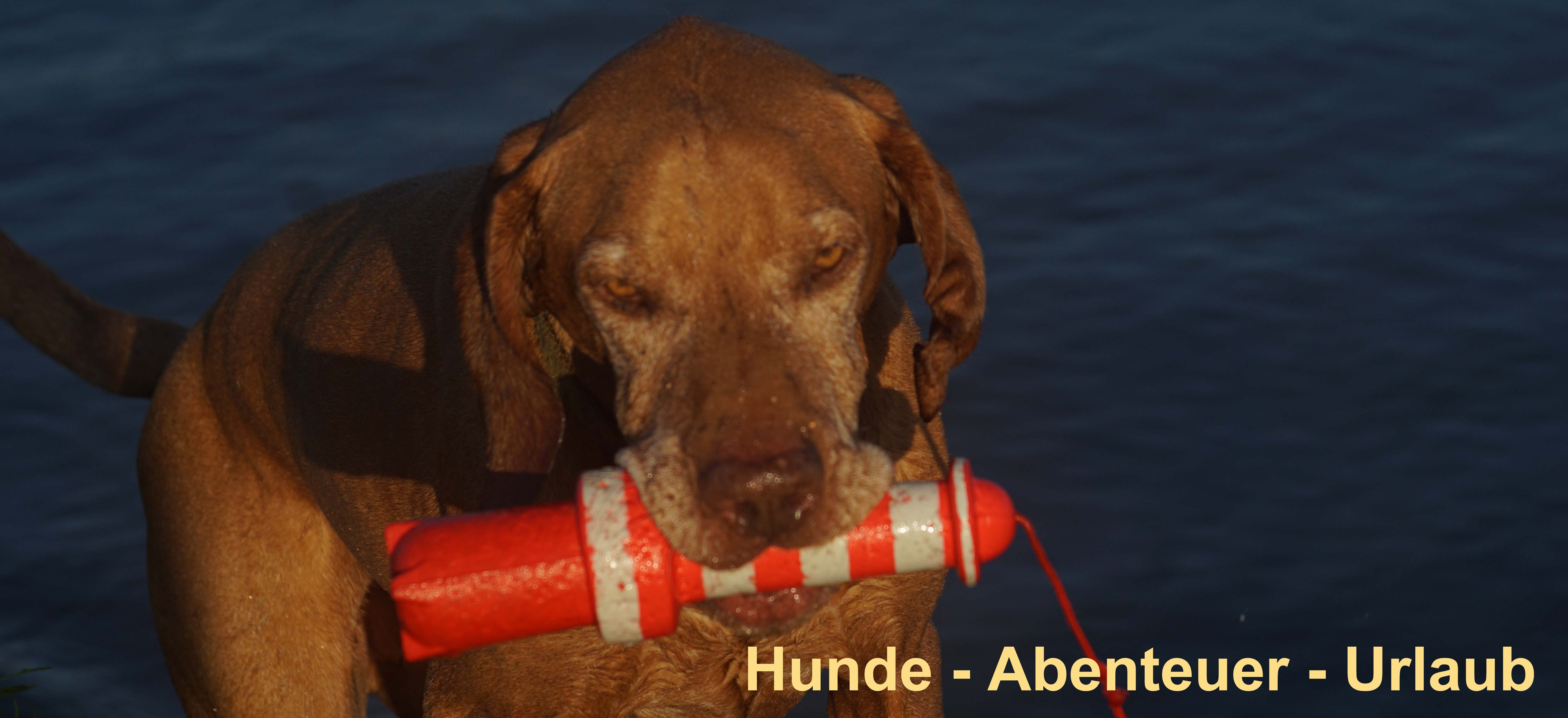 Hunde - Abenteuer - Urlaub