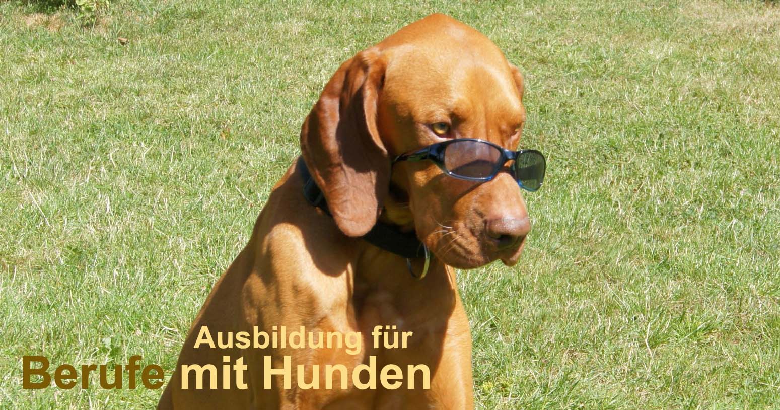 Berufe mit Hunden - Allgemein