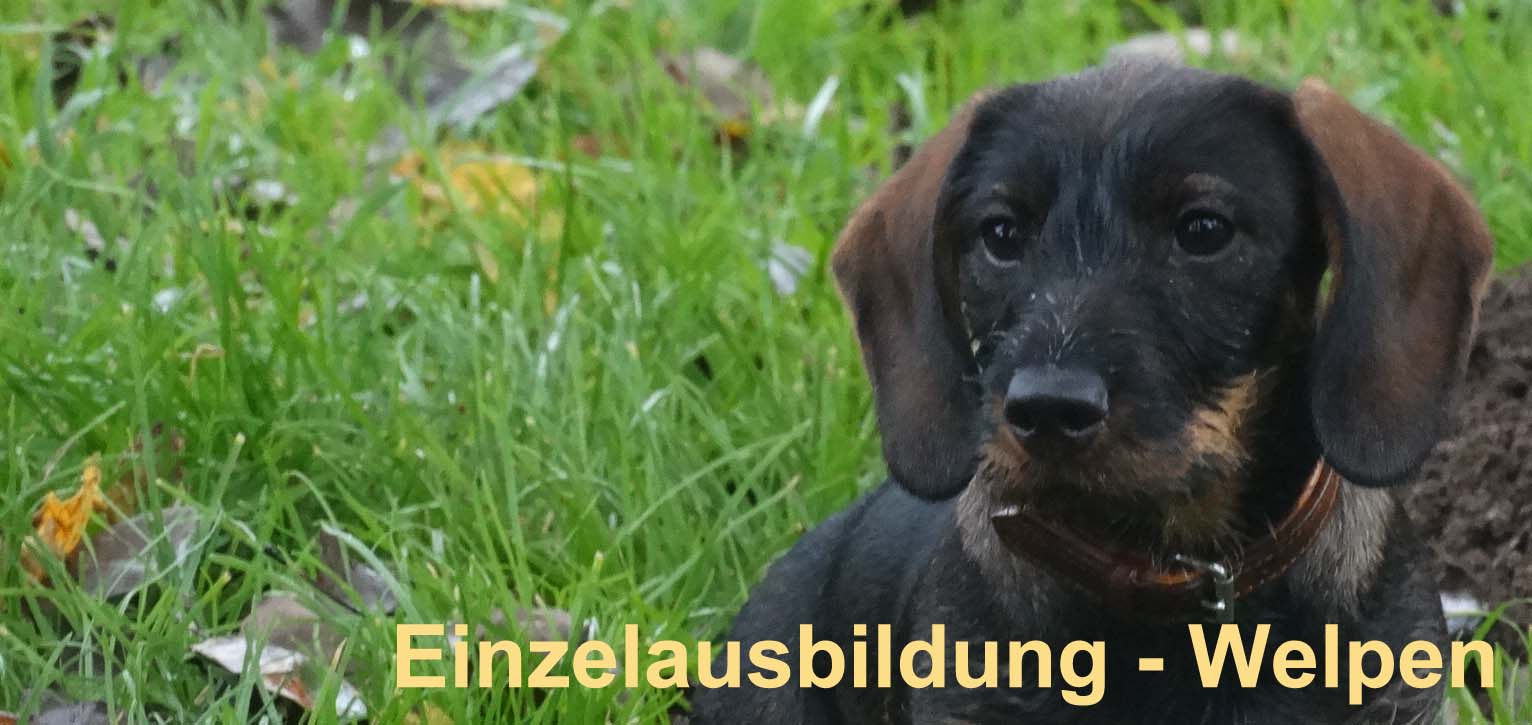 Einzelausbildung mit Welpen