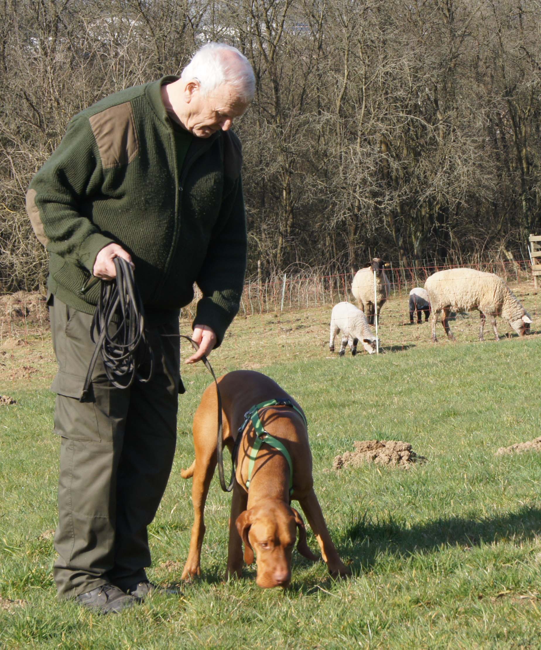 Ausbildung Hundetrainer*in