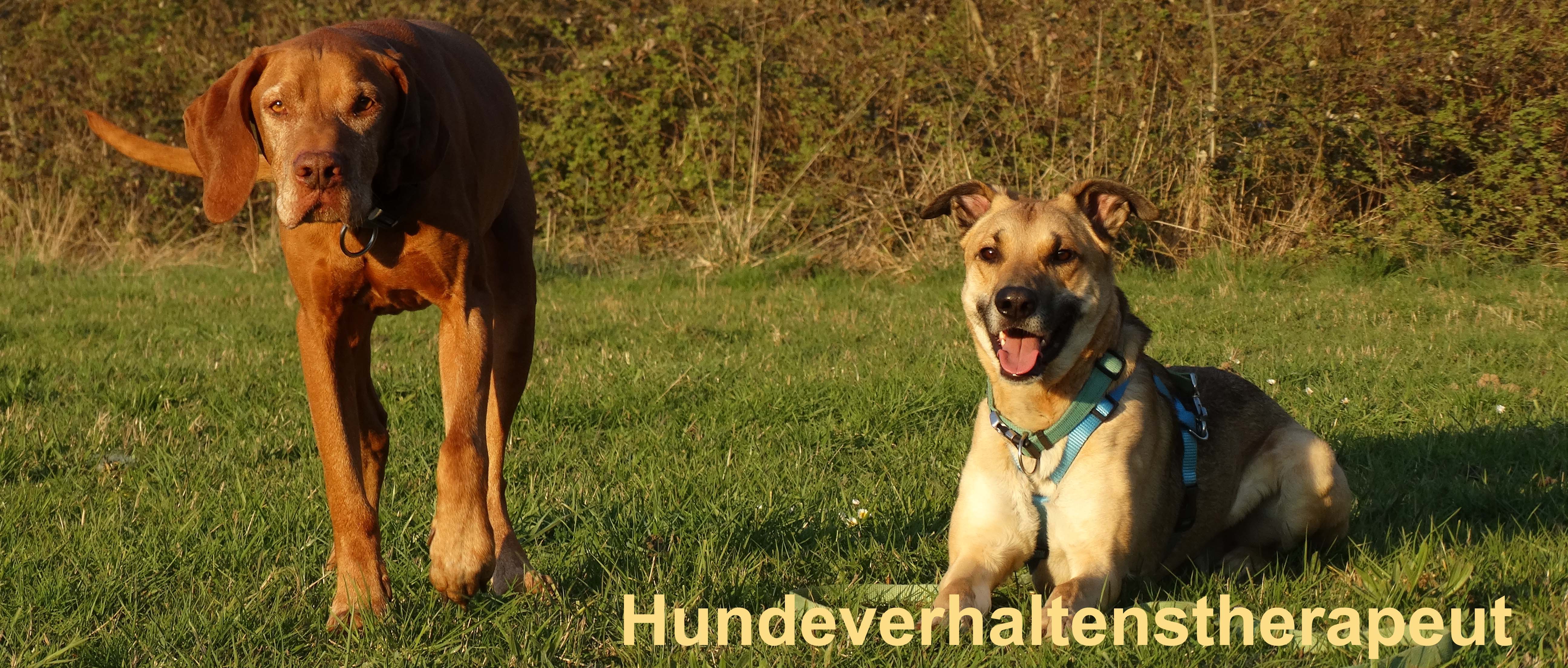 Berufe mit Hunden - Hundeverhalten