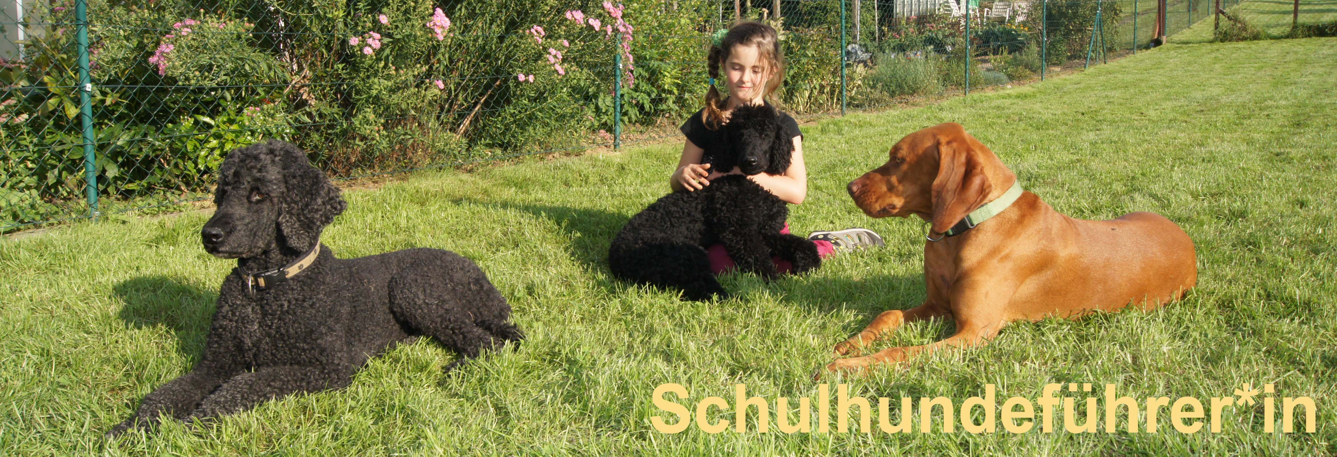 Berufe mit Hunden - Schulhundeführer*in