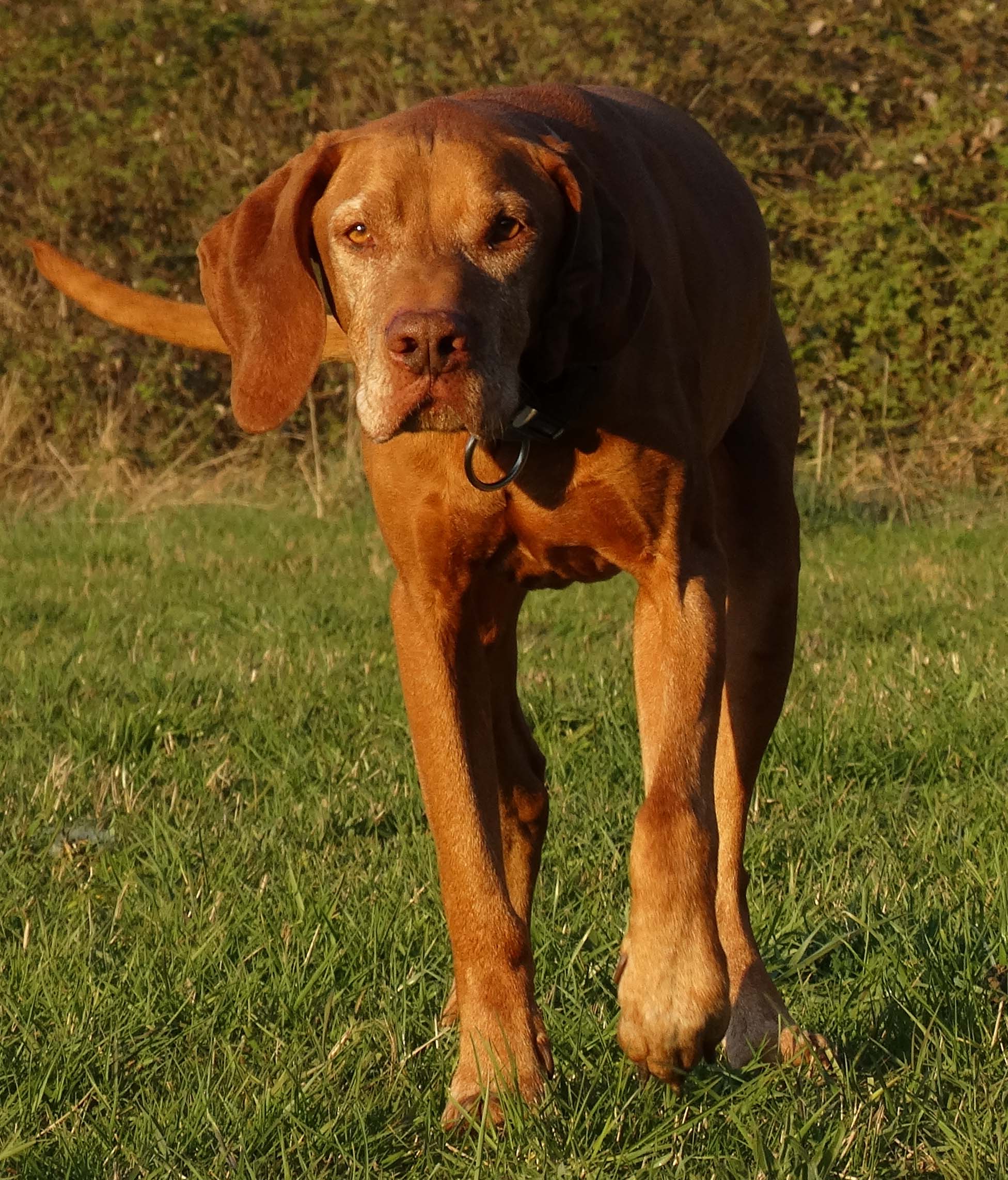 Ausbildung Hundeverhaltenstherapeut*in